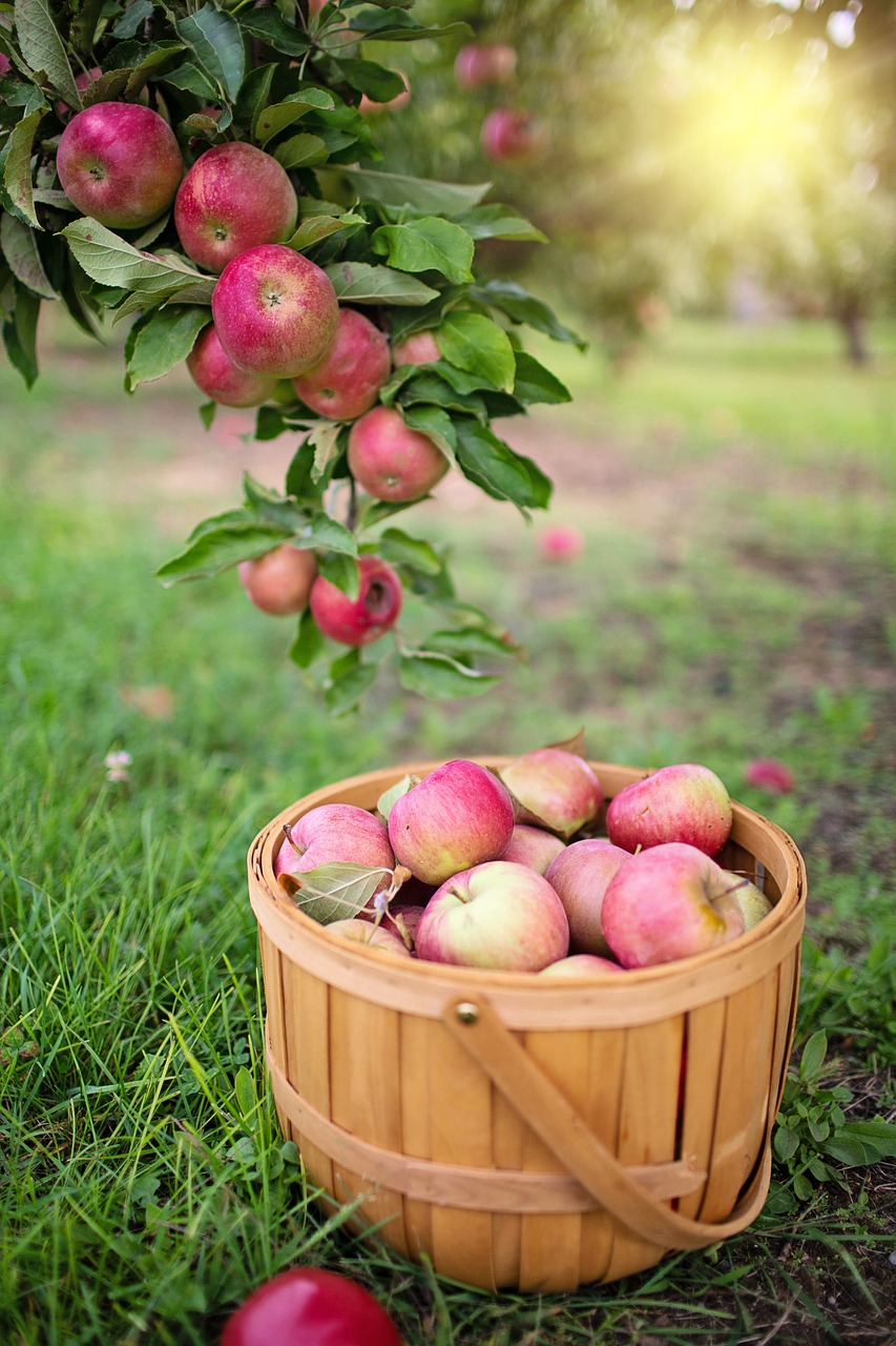 apples-7463141_1280
